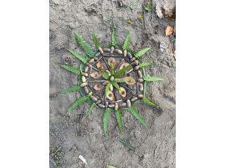 Waldmandala1